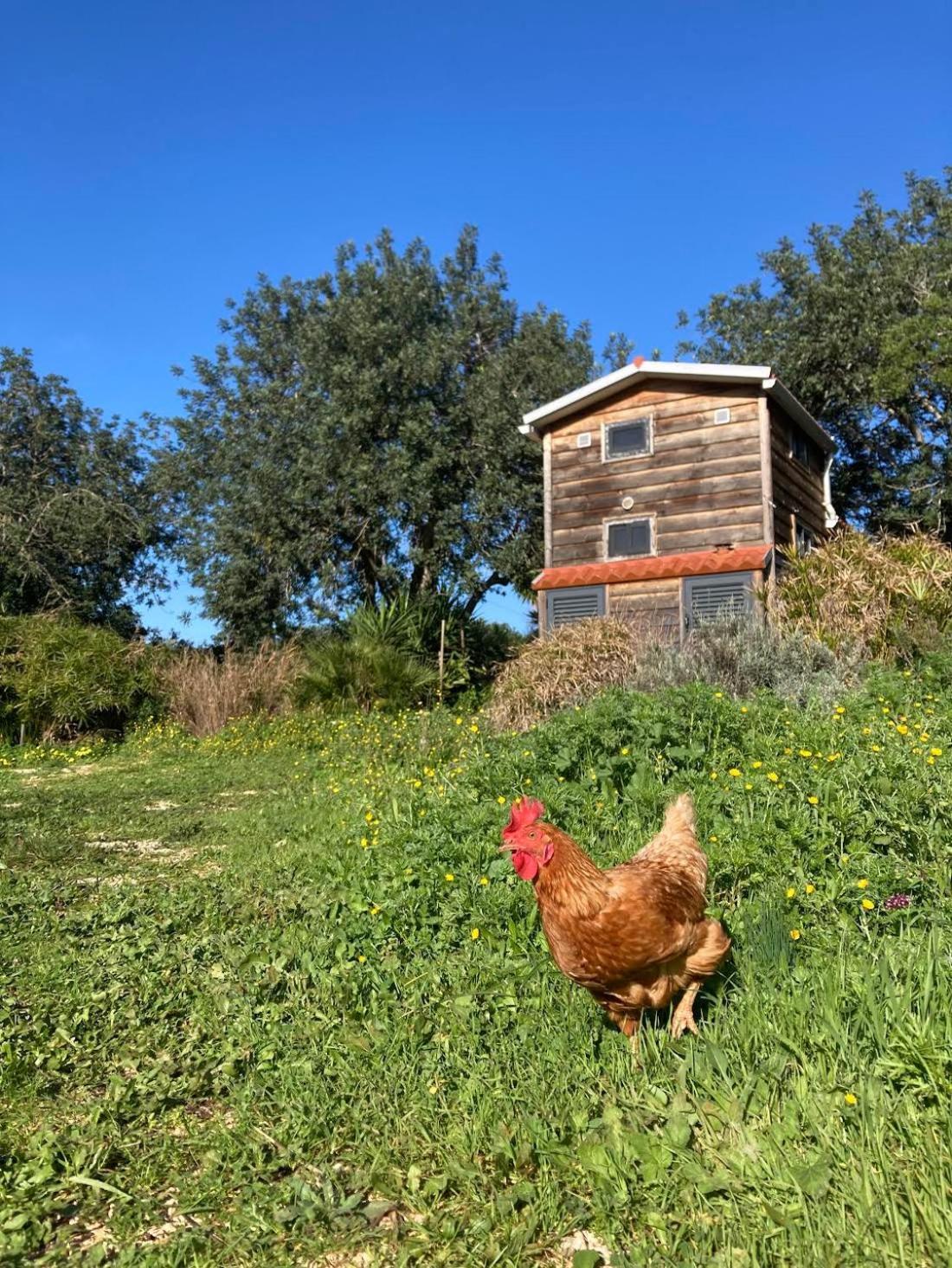 Tiny House Eco Resort Estevais Bagian luar foto